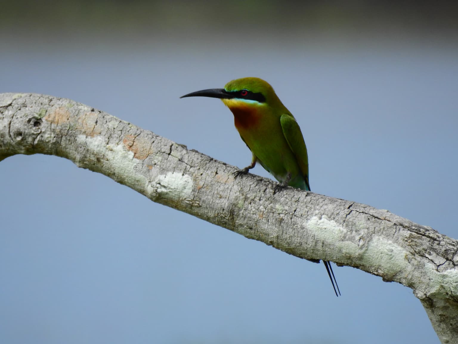 Pájaro verde y azul con pico largo y negro posado en la rama de un árbol desgastado contra un fondo azul borroso