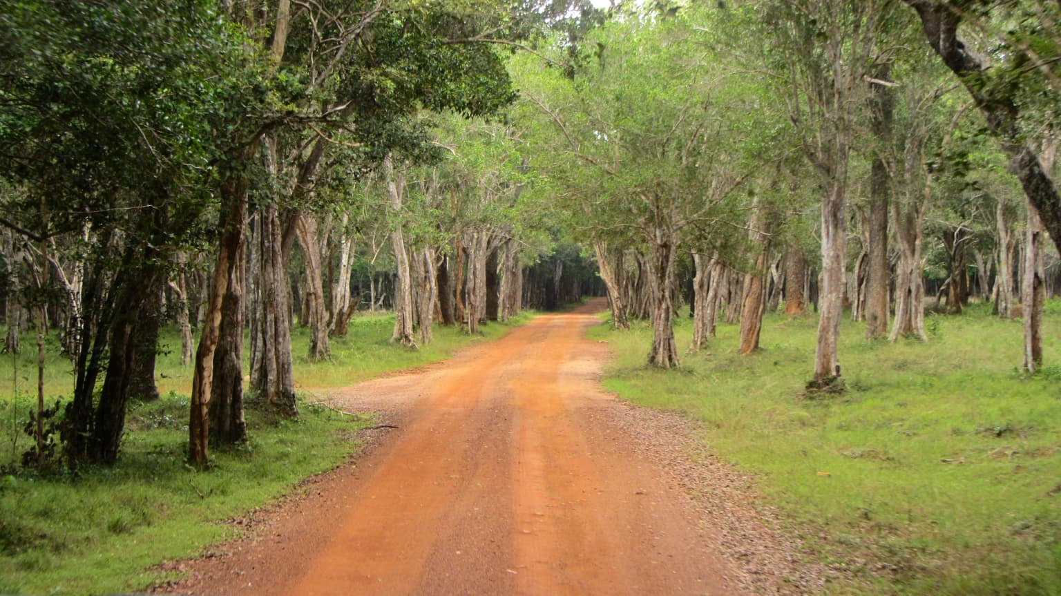 Un camino de tierra flanqueado por árboles altos y vegetación verde que se adentra en la distancia.