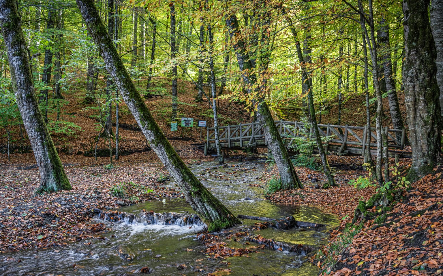 A forest stream flowing over rocks with a wooden bridge in the background, surrounded by trees with autumn foliage.