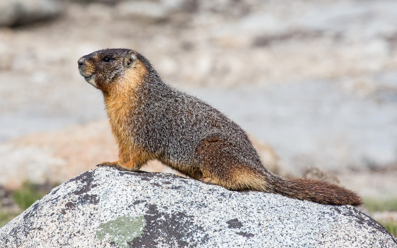 Marmota de vientre amarillo sentada sobre una roca grande y gris con pelaje parduzco