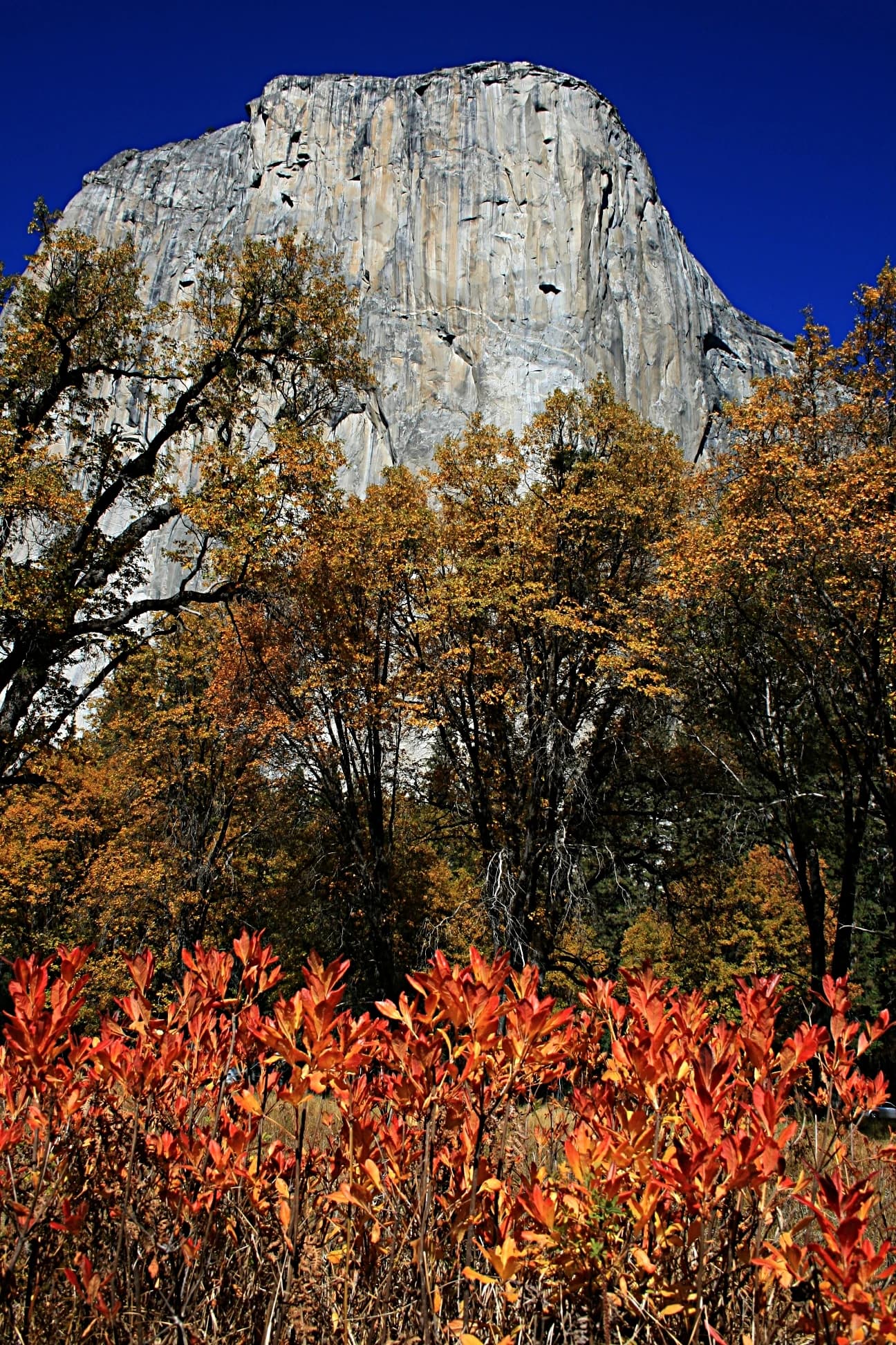 Follaje rojo y naranja en primer plano con el acantilado de granito de El Capitán al fondo bajo un cielo azul despejado