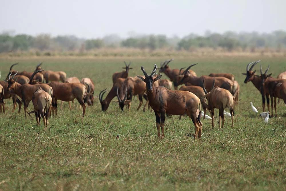 Una manada de antílopes Tiang de pie en un campo cubierto de hierba con varios pájaros cerca