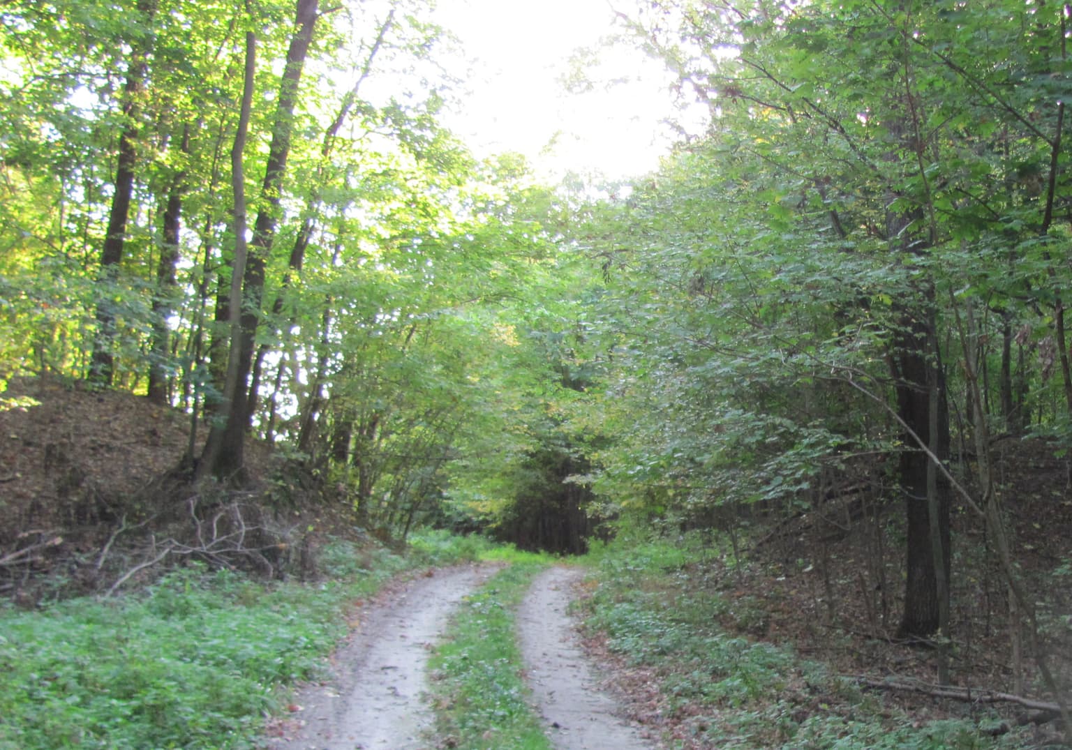 Dirt trail through dense green forest with earthen rampart structure on left side