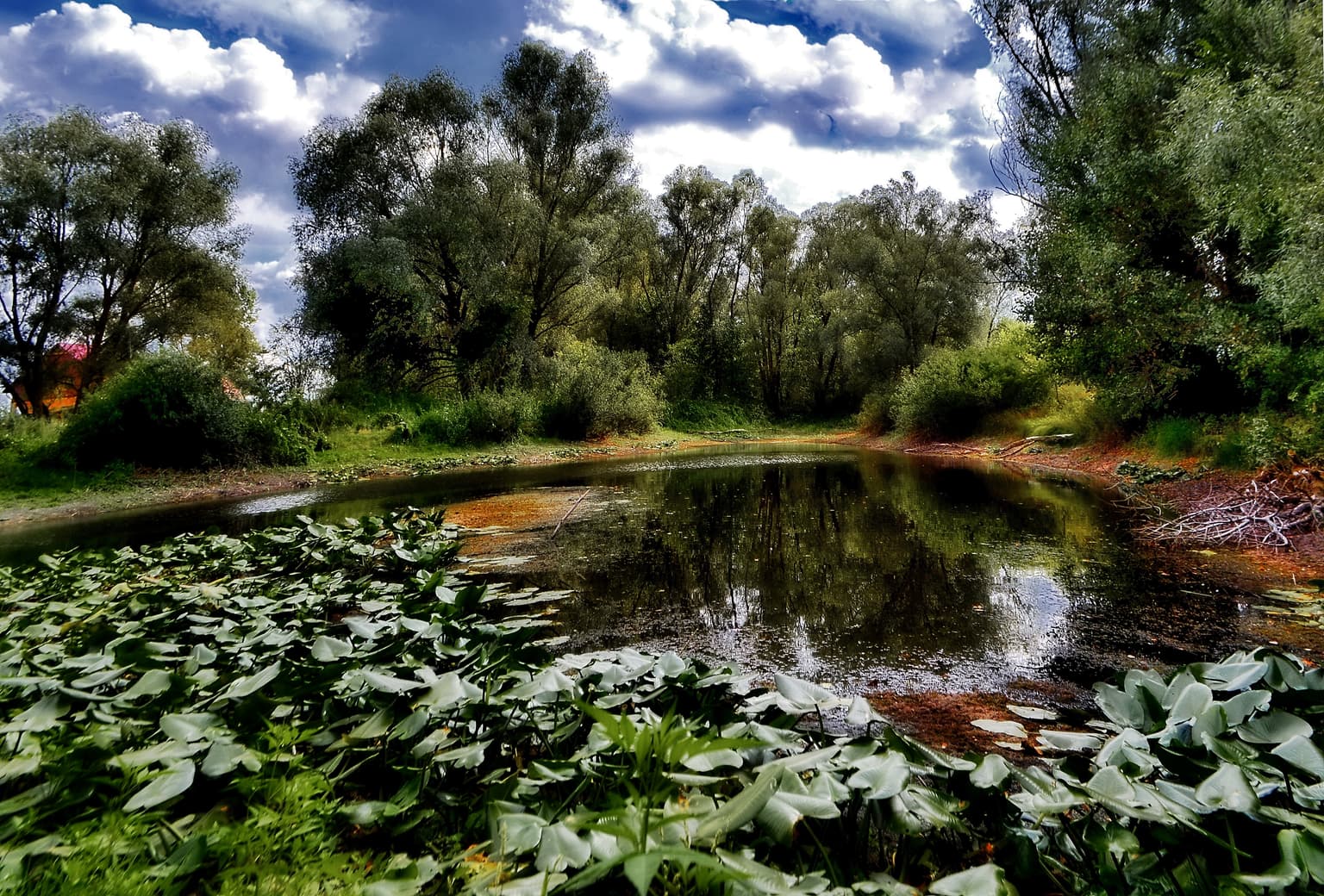 A swamp landscape with water plants and trees under a partly cloudy sky