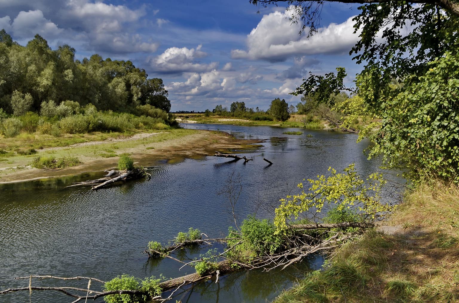 A wide river with calm water bordered by dense green forest and scattered tree trunks on the shore under a partly cloudy blue sky