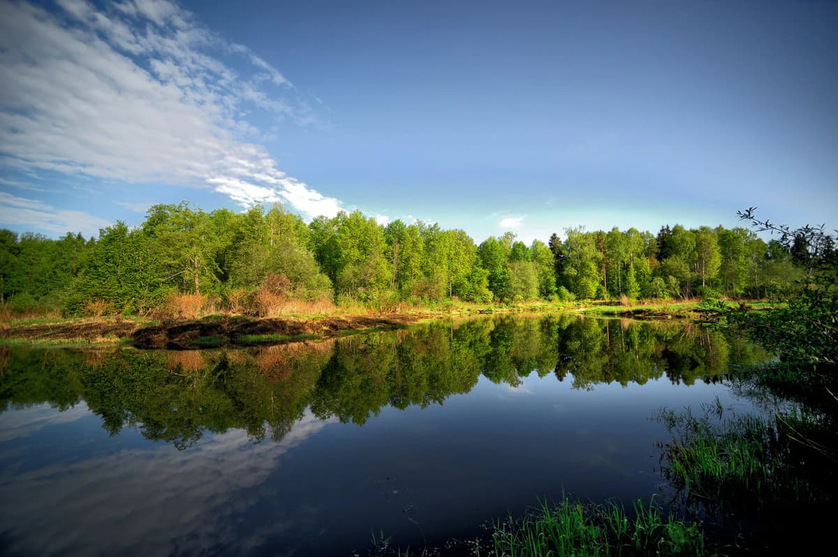 A river with calm water reflecting trees and sky, surrounded by dense green forest under a blue sky with scattered clouds