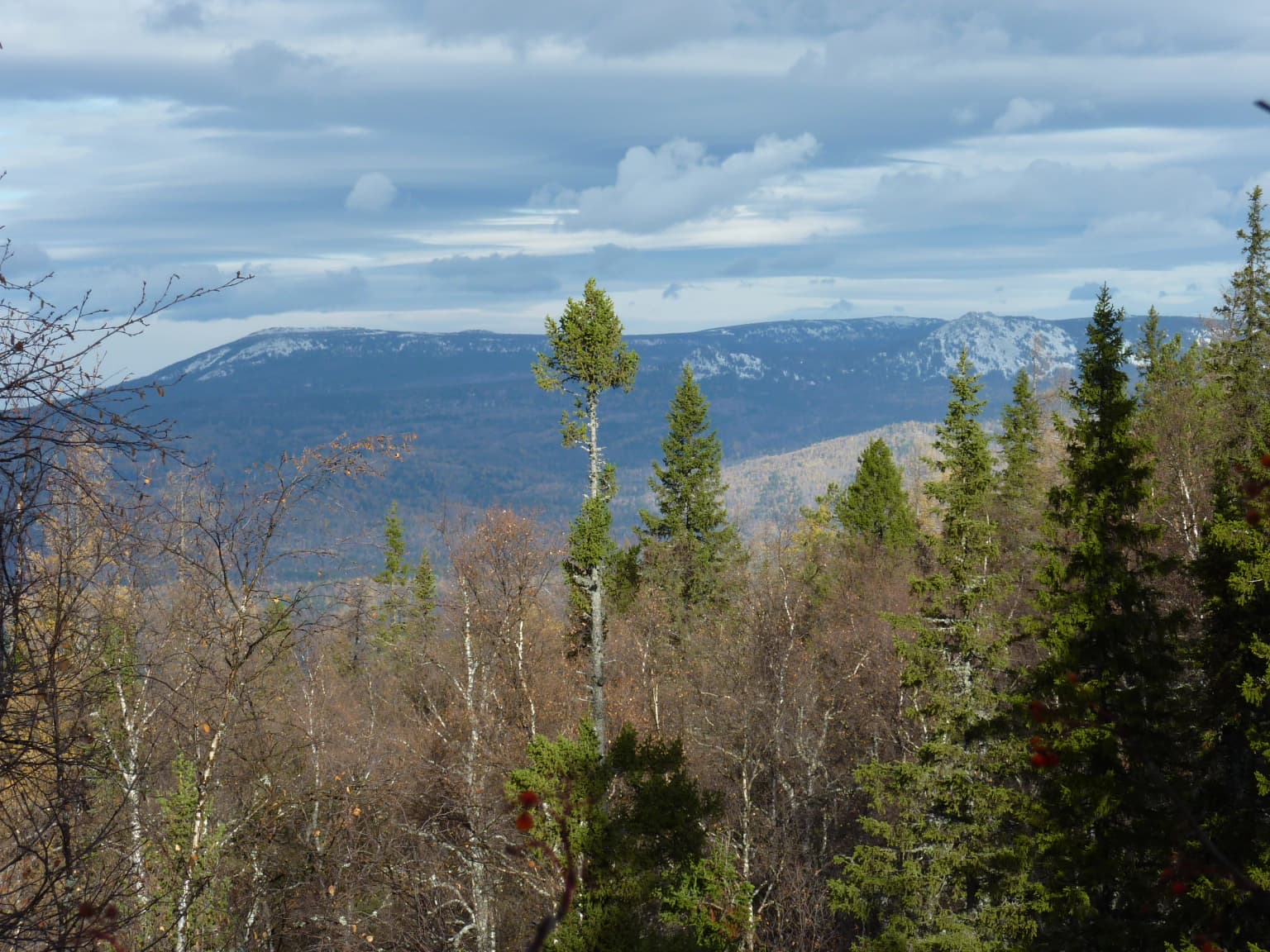 Wide landscape view of a forested area with mixed evergreen and deciduous trees, distant mountains, and a partly cloudy sky