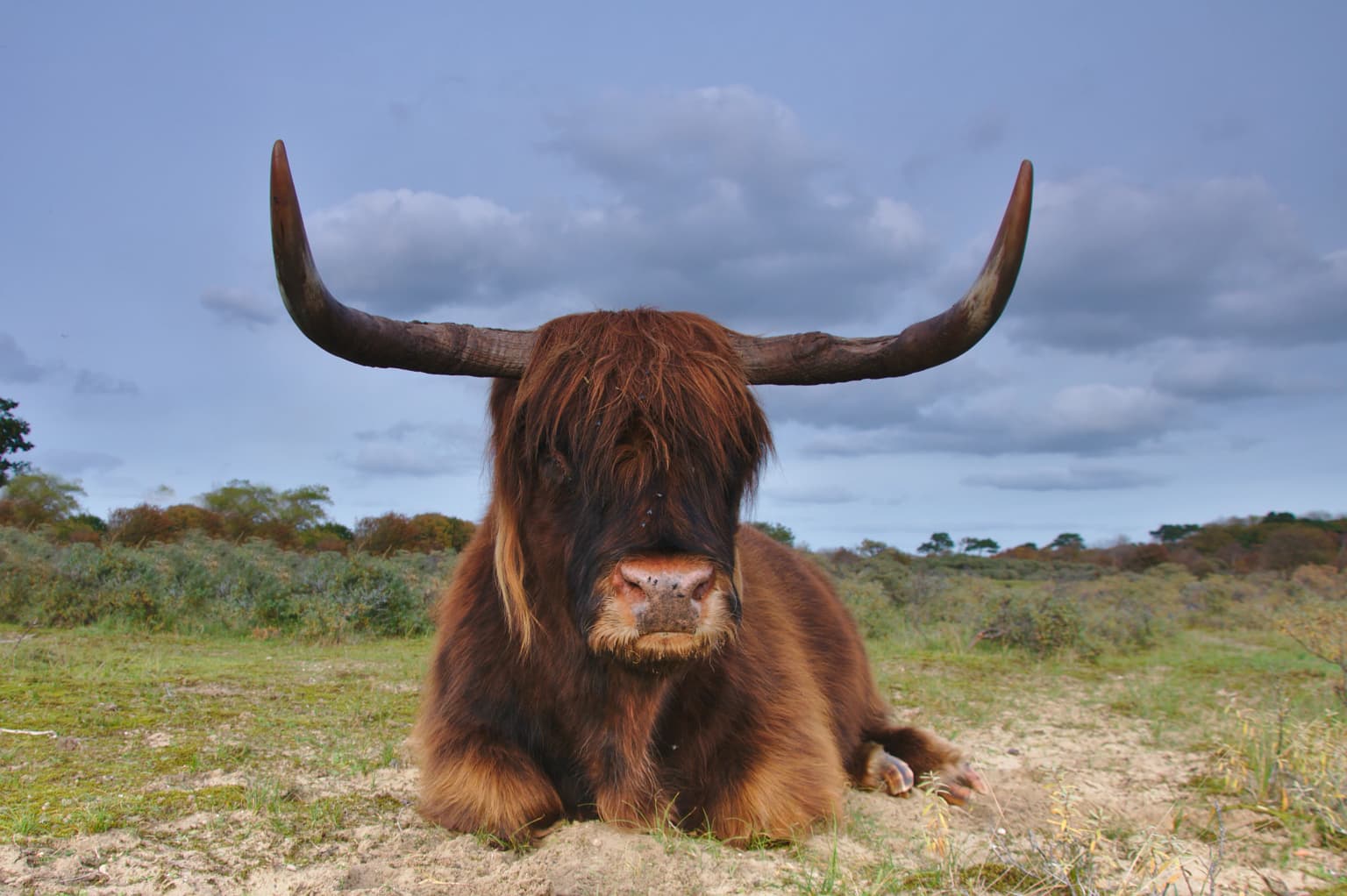 Brown Highland cow with long curved horns lying on a patchy grassy field under a partly cloudy sky