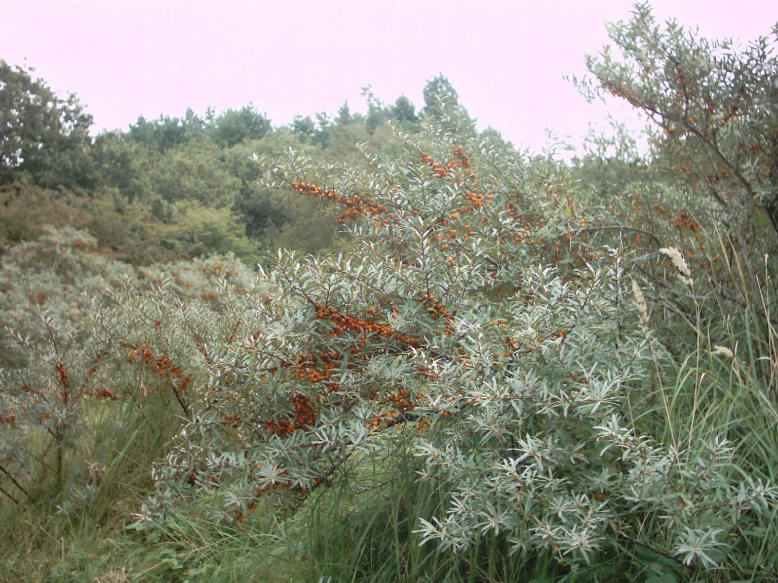 Sea buckthorn plants with orange berries and silvery leaves in a natural dune landscape